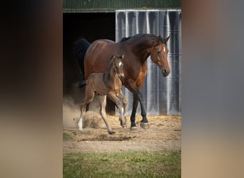 Westfaal, Merrie, 13 Jaar, 170 cm, Bruin