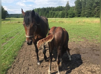 Westfaal, Merrie, 13 Jaar, 170 cm, Bruin