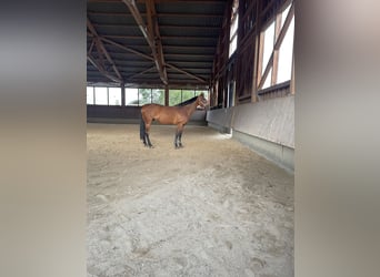 Westfaal, Merrie, 13 Jaar, 172 cm, Bruin