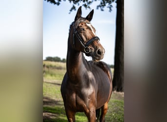 Westfaal, Merrie, 13 Jaar, 172 cm, Donkerbruin