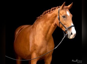 Westfaal, Merrie, 13 Jaar, 172 cm, Vos