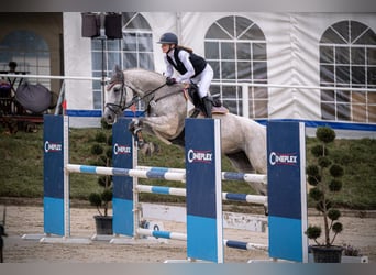 Westfaal, Merrie, 13 Jaar, 174 cm, Schimmel