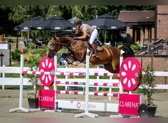 Westfaal, Merrie, 13 Jaar, 175 cm, Roodbruin