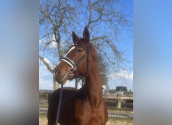 Westfaal, Merrie, 13 Jaar, 175 cm, Vos