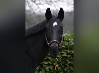 Westfaal, Merrie, 13 Jaar, 175 cm, Zwart