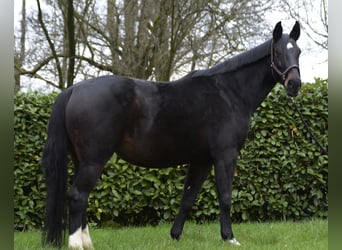 Westfaal, Merrie, 13 Jaar, 175 cm, Zwart