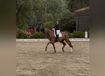 Westfaal, Merrie, 13 Jaar, 178 cm, Vos