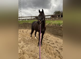Westfaal, Merrie, 14 Jaar, 163 cm, Zwartbruin