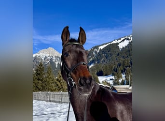 Westfaal, Merrie, 14 Jaar, 165 cm, Bruin