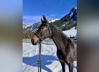 Westfaal, Merrie, 14 Jaar, 165 cm, Bruin