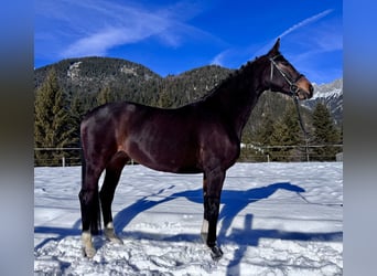 Westfaal, Merrie, 14 Jaar, 165 cm, Bruin