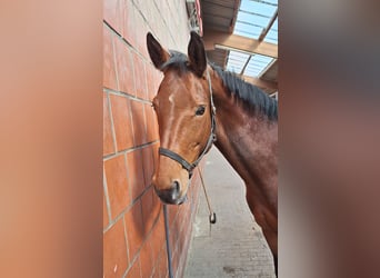 Westfaal, Merrie, 14 Jaar, 165 cm, Bruin