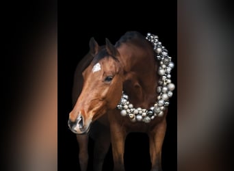 Westfaal, Merrie, 14 Jaar, 165 cm, Bruin