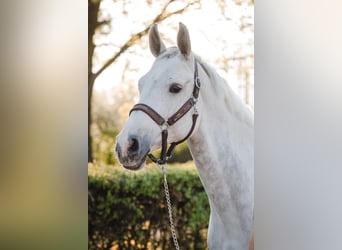 Westfaal, Merrie, 14 Jaar, 167 cm, Schimmel