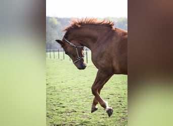 Westfaal, Merrie, 14 Jaar, 168 cm, Vos