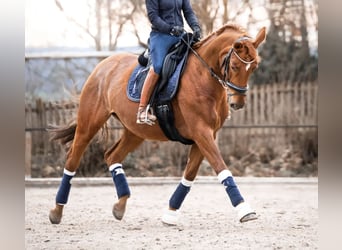 Westfaal, Merrie, 14 Jaar, 168 cm, Vos