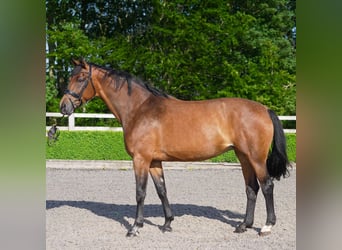 Westfaal, Merrie, 14 Jaar, 169 cm, Roodbruin