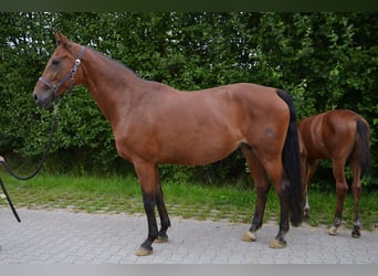 Westfaal, Merrie, 14 Jaar, 172 cm, Bruin