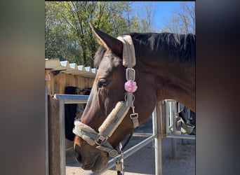 Westfaal, Merrie, 14 Jaar, 174 cm, Bruin