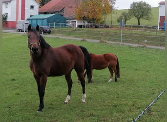 Westfaal, Merrie, 15 Jaar, 150 cm, Bruin