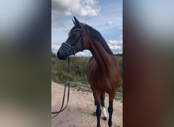 Westfaal, Merrie, 15 Jaar, 160 cm, Bruin