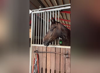 Westfaal, Merrie, 15 Jaar, 160 cm, Donkerbruin