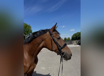 Westfaal, Merrie, 15 Jaar, 163 cm, Bruin