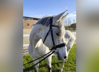 Westfaal, Merrie, 15 Jaar, 164 cm, Schimmel