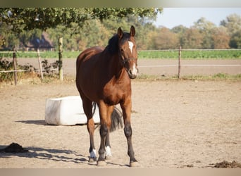 Westfaal, Merrie, 15 Jaar, 168 cm, Bruin