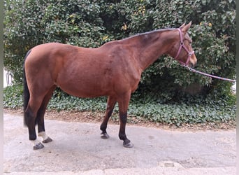 Westfaal, Merrie, 15 Jaar, 168 cm, Bruin