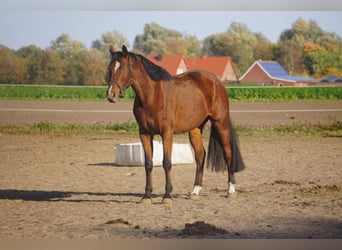 Westfaal, Merrie, 15 Jaar, 168 cm, Bruin