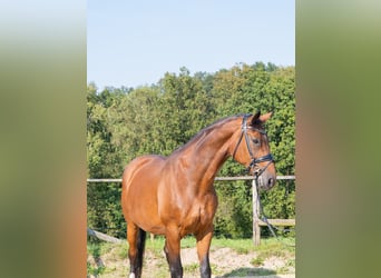 Westfaal, Merrie, 15 Jaar, 168 cm, Bruin
