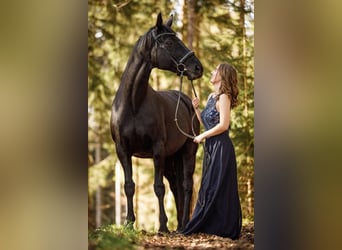 Westfaal, Merrie, 15 Jaar, 170 cm, Zwart