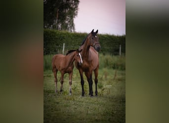 Westfaal, Merrie, 15 Jaar, 172 cm, Bruin