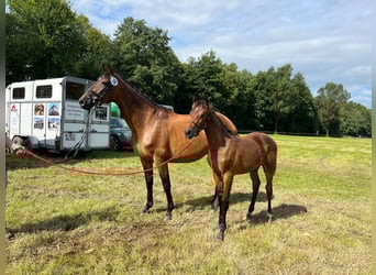 Westfaal, Merrie, 15 Jaar, 172 cm, Bruin