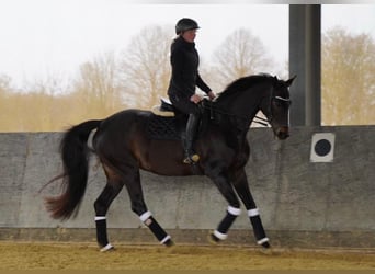 Westfaal, Merrie, 15 Jaar, 172 cm, Zwartbruin