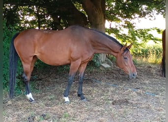 Westfaal, Merrie, 15 Jaar, 174 cm, Bruin