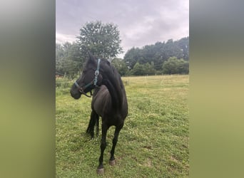 Westfaal, Merrie, 16 Jaar, 159 cm, Zwart