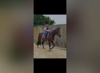 Westfaal, Merrie, 16 Jaar, 163 cm, Bruin