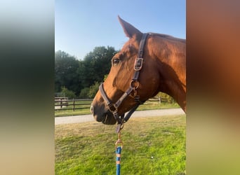 Westfaal, Merrie, 16 Jaar, 163 cm, Vos