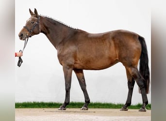 Westfaal, Merrie, 16 Jaar, 167 cm, Bruin