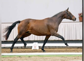 Westfaal, Merrie, 16 Jaar, 167 cm, Bruin