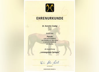 Westfaal, Merrie, 16 Jaar, 168 cm, Brauner