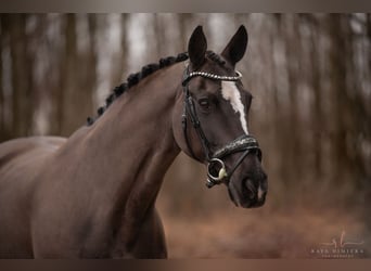 Westfaal, Merrie, 16 Jaar, 168 cm, Zwart