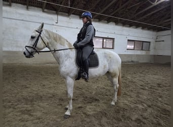 Westfaal, Merrie, 16 Jaar, 172 cm, Schimmel