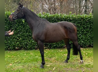 Westfaal, Merrie, 16 Jaar, Donkerbruin