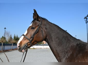 Westfaal, Merrie, 16 Jaar, Roodbruin