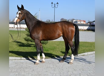 Westfaal, Merrie, 16 Jaar, Roodbruin