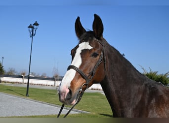 Westfaal, Merrie, 16 Jaar, Roodbruin