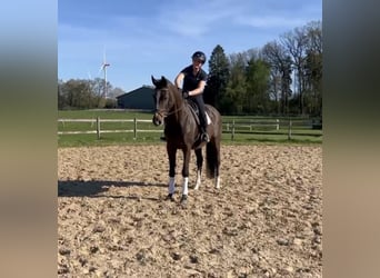 Westfaal, Merrie, 16 Jaar, Zwartbruin